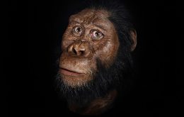 Lucy: 50 anos desde a sua descoberta que mudou a história da evolução humana.